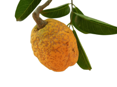 conserve de maad – Image 2